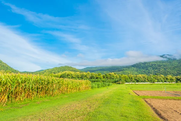 Bilden av sädesfält och himlen i bakgrunden. — Stockfoto