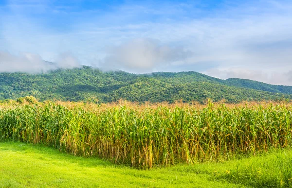 Imagen del campo de maíz y el cielo en el fondo . —  Fotos de Stock