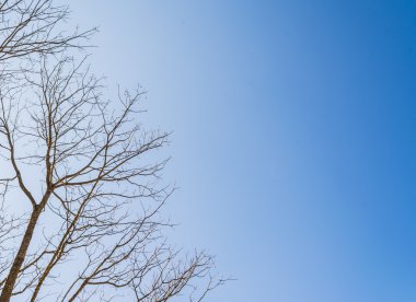 Tree and sky background 