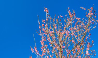 Erik çiçeği ile mavi gökyüzü arka plan görüntü.