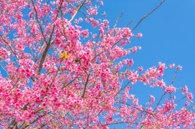 vahşi Himalaya kiraz