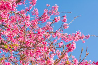 Vahşi Himalaya Kiraz Çiçeği (Tayland 'ın Sakurası), Chiang Mai Tayland.