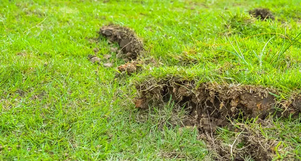 Image Green Grass Sheet Yard — Stock Photo, Image