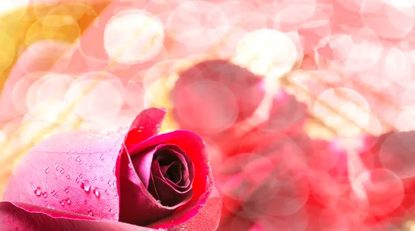 Rode roos op witte achtergrond, de dag van Valentijnskaarten achtergrond — Stockfoto