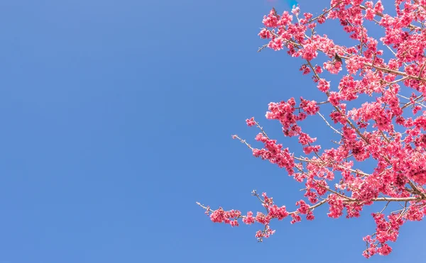 Vilda himalayan cherry — Stockfoto