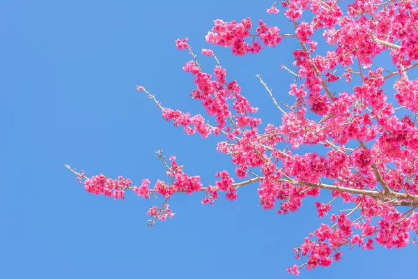 Wild Himalayan Cherry Flower Thailand Sakura Chiang Mai Thailand — Stock Photo, Image