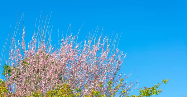 Imagen Flor Ciruela Con Fondo Cielo Azul —  Fotos de Stock