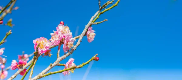 Immagine Fiore Prugna Con Sfondo Cielo Blu — Foto Stock