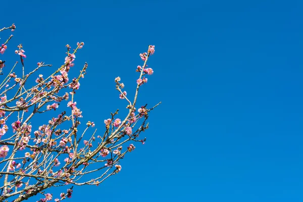 Image Plum Flower Blue Sky Background — Stock Photo, Image