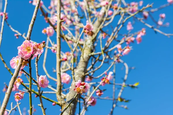 Erik Çiçeği Ile Mavi Gökyüzü Arka Plan Görüntü — Stok fotoğraf