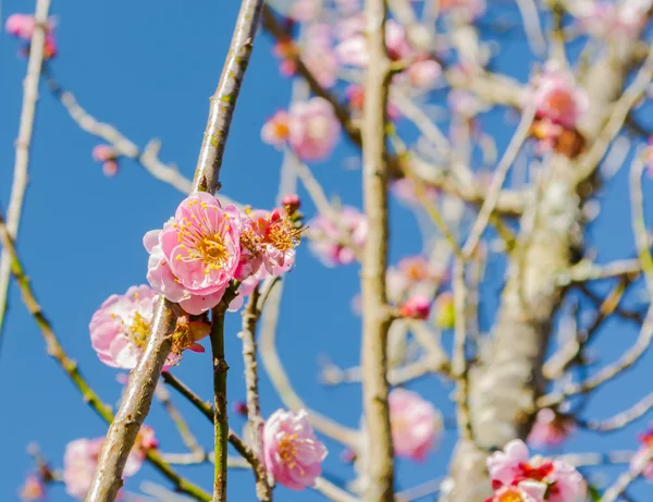 Image Plum Flower Blue Sky Background — Stock Photo, Image