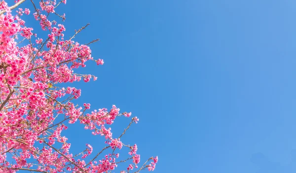 Wild Himalayan Cherry Flower Thailand Sakura Chiang Mai Thailand — Stock Photo, Image