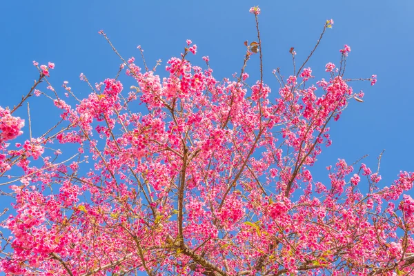Wild Himalayan Cherry Flower Thailand Sakura Chiang Mai Thailand — Stock Photo, Image