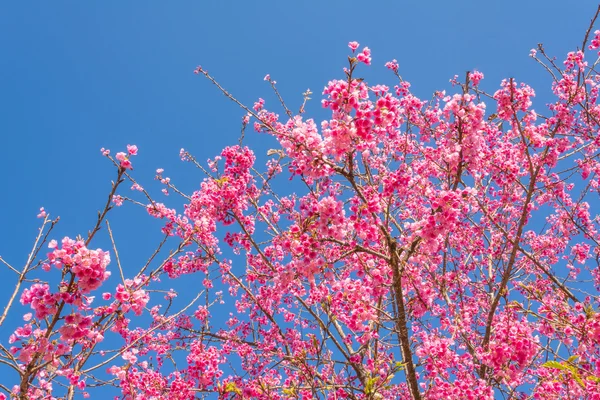 Wild Himalayan Cherry Flower Thailand Sakura Chiang Mai Thailand — Stock Photo, Image