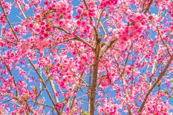 Vild Himalayansk Körsbärsblomma Thailands Sakura Chiang Mai Thailand — Stockfoto