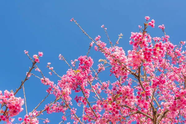 Fiore Selvatico Ciliegio Himalayano Sakura Della Thailandia Chiang Mai Thailandia — Foto Stock