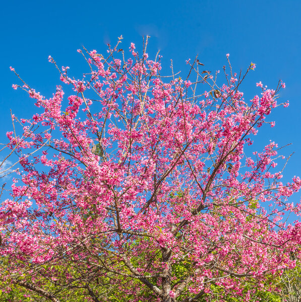Wild Himalayan Cherry