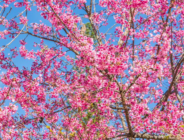 Wild Himalayan Cherry