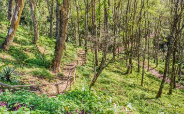 orman veya park yolundaki görüntüsünü.