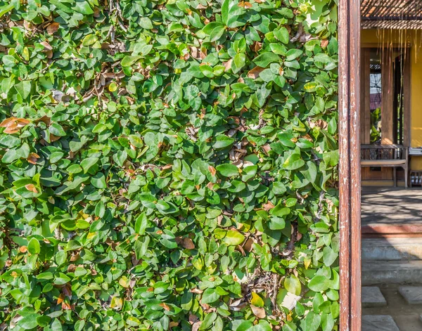 Leaf vägg — Stockfoto