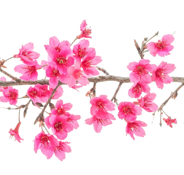 野生喜马拉雅山樱桃 — 图库照片