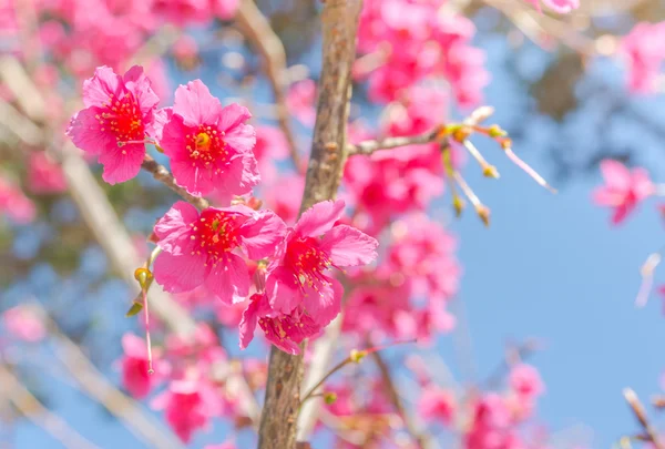 Vild Himalayansk Körsbärsblomma Thailands Sakura Chiang Mai Thailand — Stockfoto
