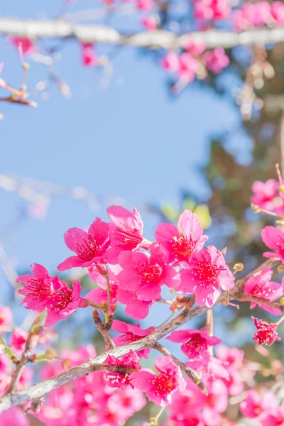 Vilda himalayan cherry — Stockfoto