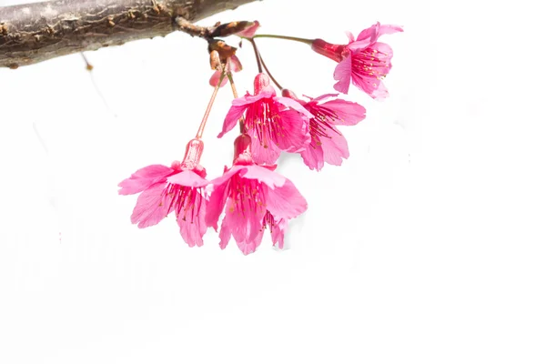 Vilda himalayan cherry — Stockfoto