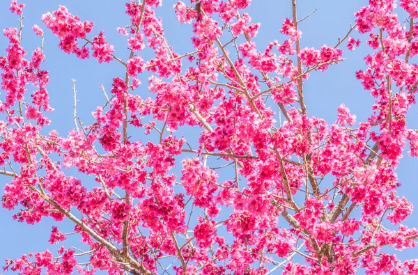 Dziki Kwiat Wiśni Himalajskiej Sakura Tajlandii Chiang Mai Tajlandia — Zdjęcie stockowe