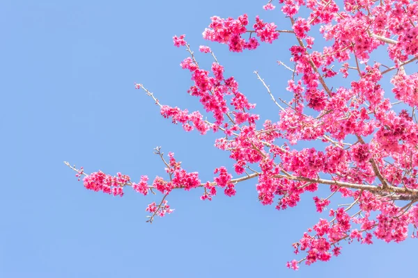 Vild Himalayansk Körsbärsblomma Thailands Sakura Chiang Mai Thailand — Stockfoto