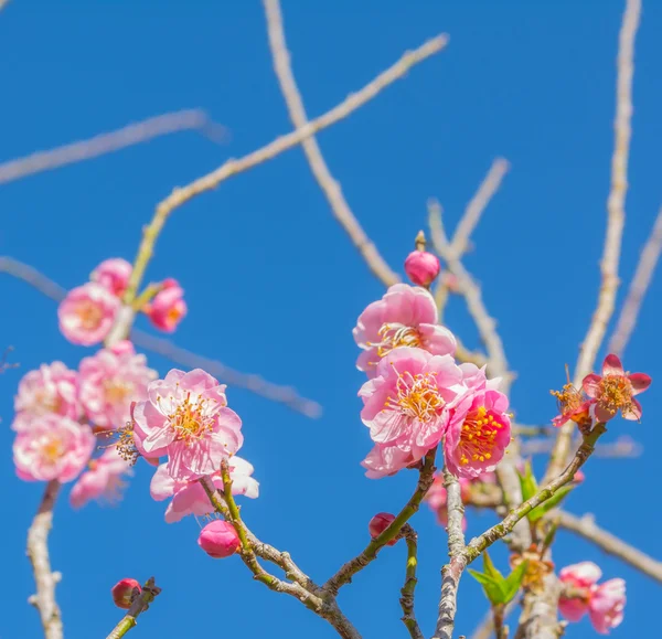 Immagine Fiore Prugna Con Sfondo Cielo Blu — Foto Stock