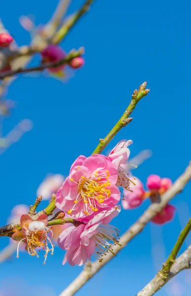 Bild Der Pflaume Blume Mit Blauem Himmel Hintergrund — Stockfoto