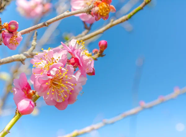 Bild Der Pflaume Blume Mit Blauem Himmel Hintergrund — Stockfoto