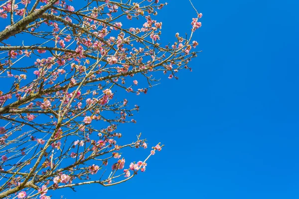Obraz Kwiatu Śliwy Tle Niebieskiego Nieba — Zdjęcie stockowe
