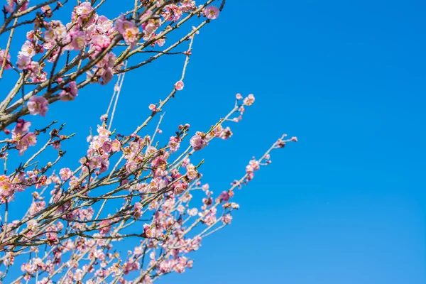 Image Plum Flower Blue Sky Background — Stock Photo, Image