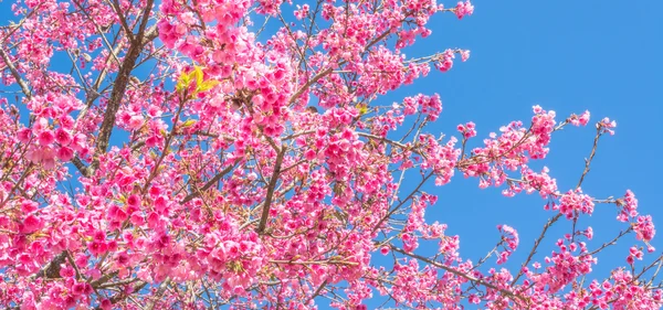 Wild Himalayan Cherry Flower Thailand Sakura Chiang Mai Thailand — Stock Photo, Image