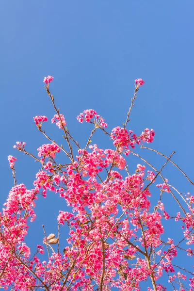 Fiore Selvatico Ciliegio Himalayano Sakura Della Thailandia Chiang Mai Thailandia — Foto Stock