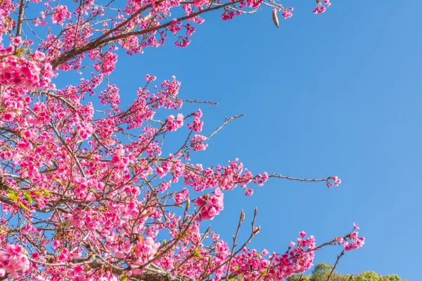 Fiore Selvatico Ciliegio Himalayano Sakura Della Thailandia Chiang Mai Thailandia — Foto Stock