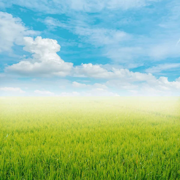 Campo de arroz y cielo azul — Foto de Stock