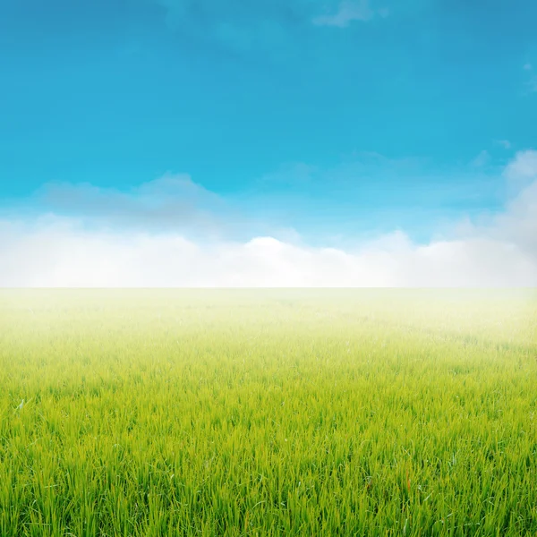 Campo de arroz y cielo azul — Foto de Stock