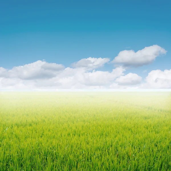 Rice field and blue sky — Stock Photo, Image