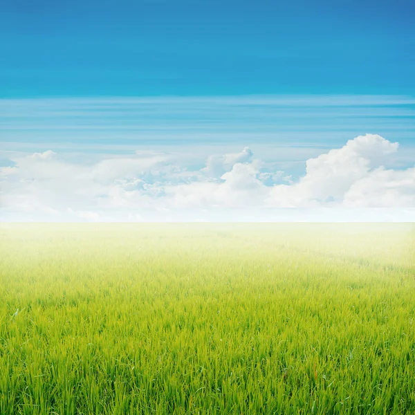 Πεδίο ρυζιού και γαλανός ουρανός — Φωτογραφία Αρχείου