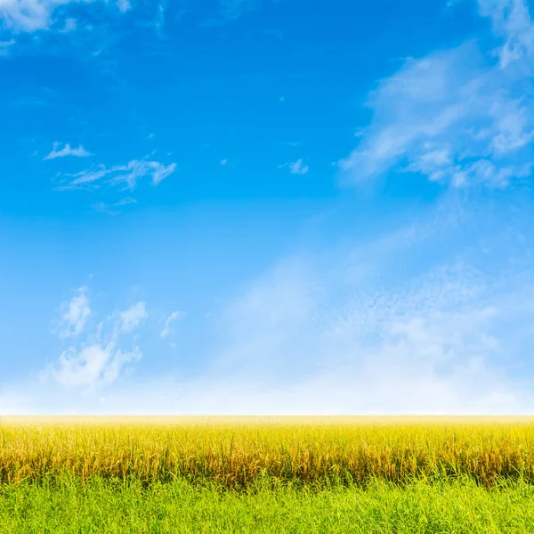 Рисове поле і блакитне небо — стокове фото
