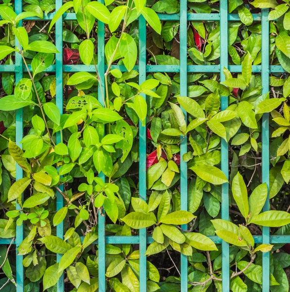 Starý Železný plot s pozadím zelenými listy. — Stock fotografie