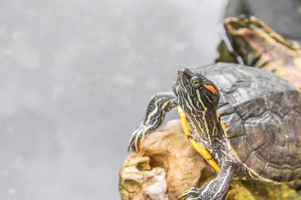 Metáfora de SUEÑOS con pierna de tortuga . — Foto de Stock