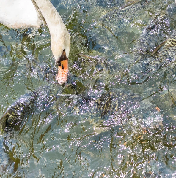 Imagem Alimentar Muitos Dos Peixes Carpa Selvagens Lagoa — Fotografia de Stock