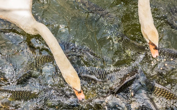 Çok vahşi sazan balık — Stok fotoğraf