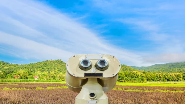 Dia ensolarado beleza no campo de arroz — Fotografia de Stock