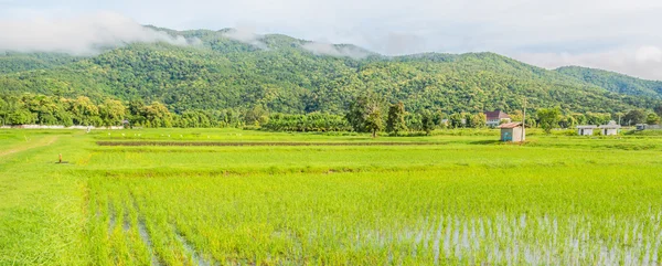 Beauty sunny day on the rice field — Stock Photo, Image