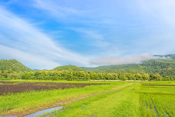 beauty sunny day on the rice field